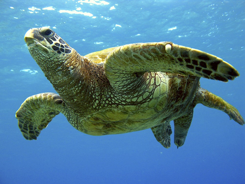 Green sea turtle