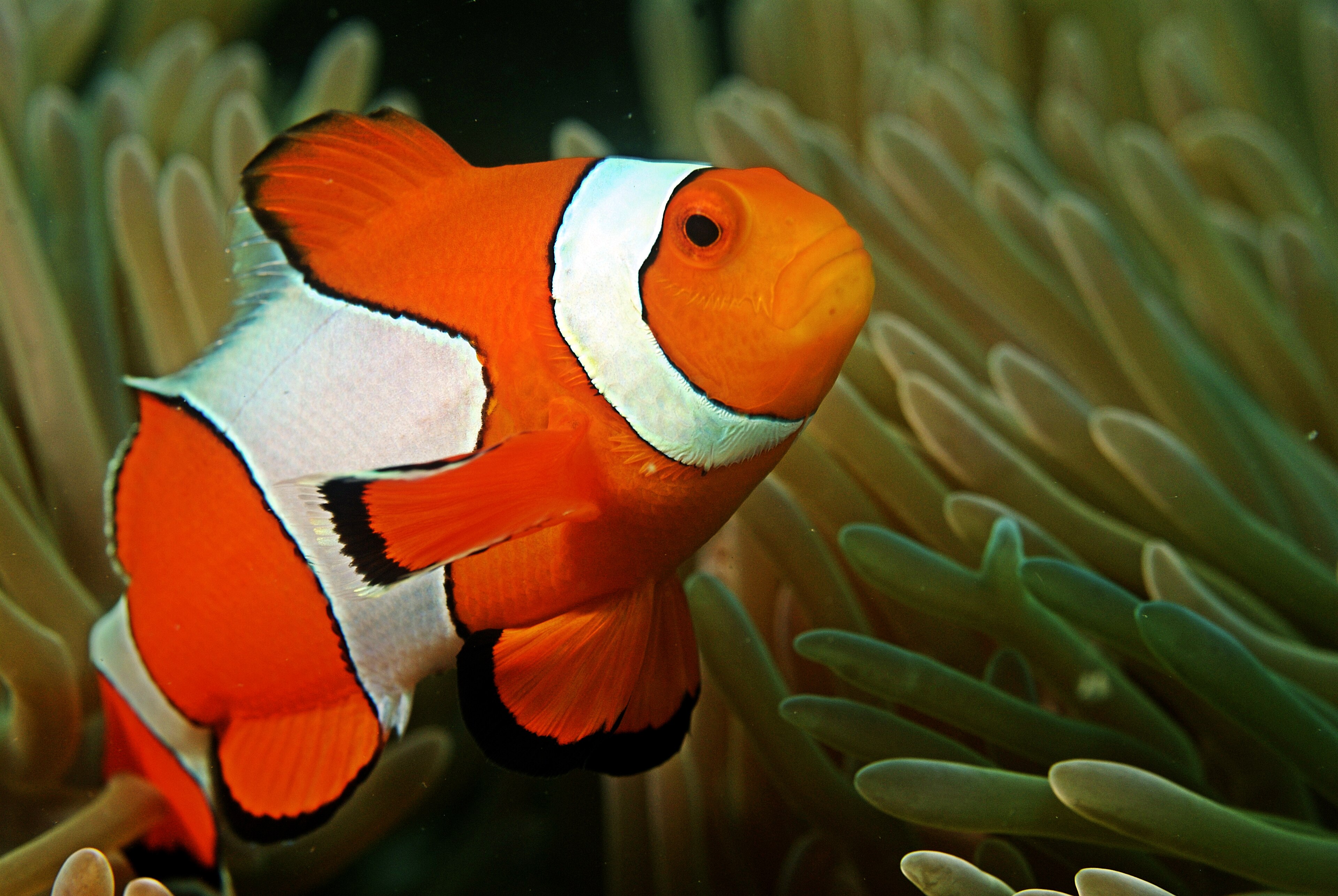 Anemonefish