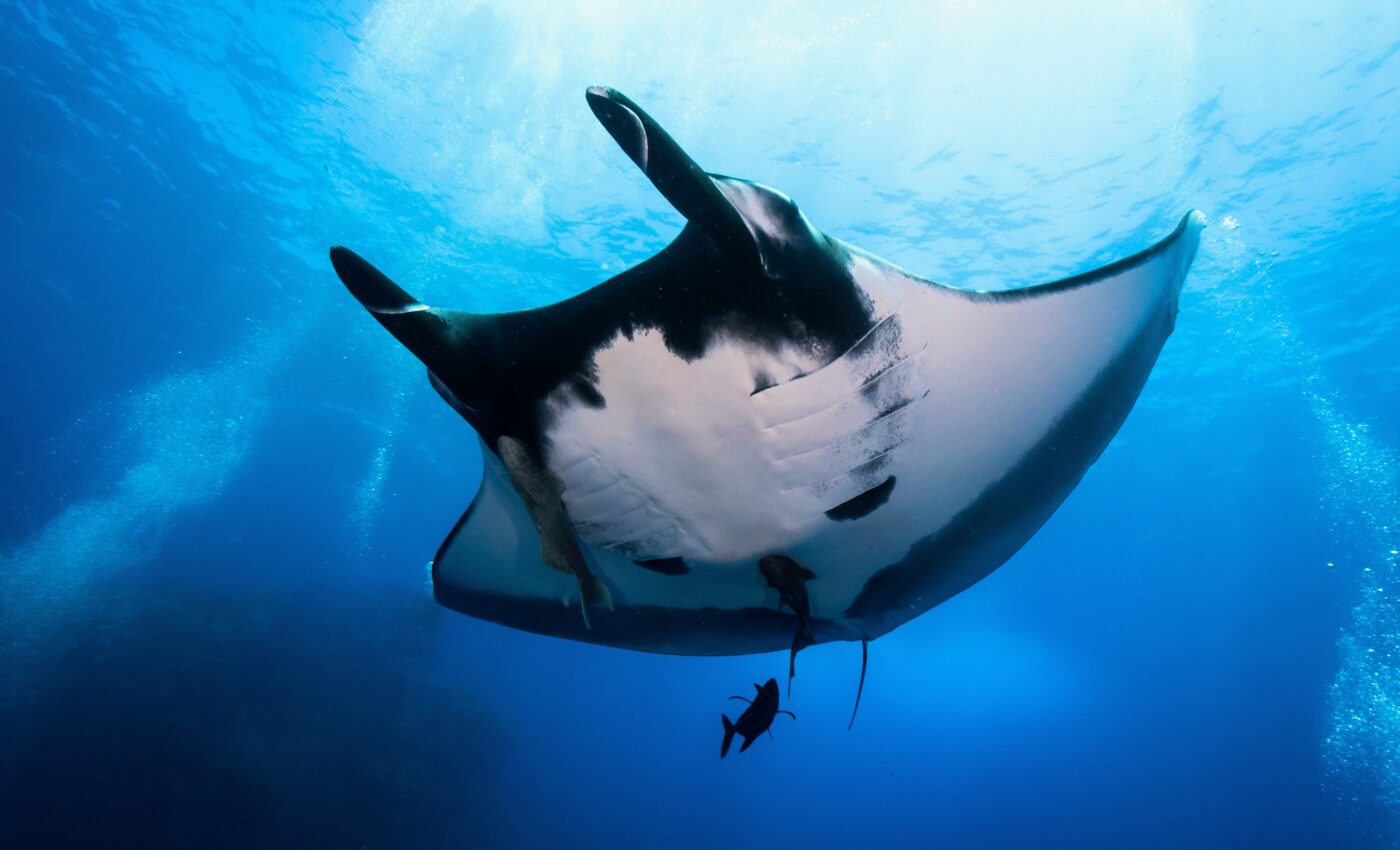 Manta ray